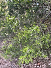 Melaleuca linariifolia