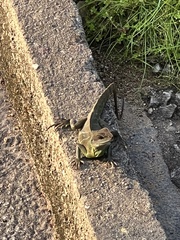 Physignathus cocincinus