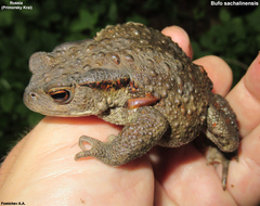 Bufo sachalinensis