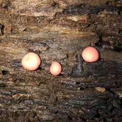 Lycogala epidendrum