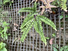 Adiantum flabellulatum