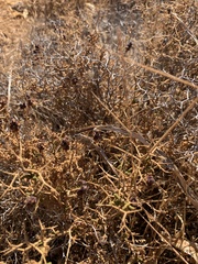 Sarcopoterium spinosum