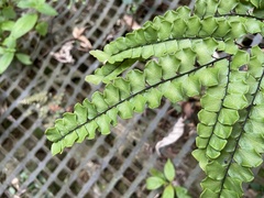 Adiantum flabellulatum