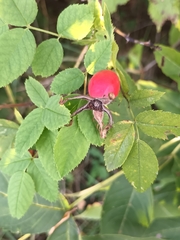 Rosa canina