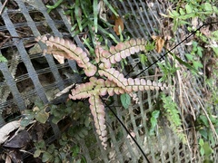 Adiantum flabellulatum