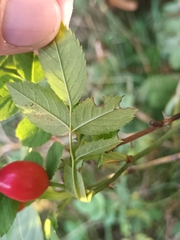 Rosa canina