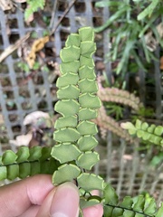 Adiantum flabellulatum