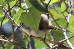 Gerygone mouki
