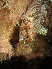 Tripterygion delaisi