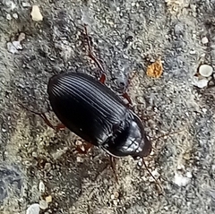 Harpalus rufipes
