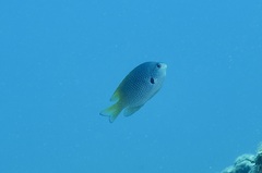 Pomacentrus nigromarginatus
