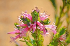 Styphelia triflora