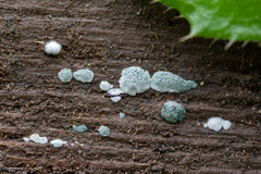 Trichoderma viride