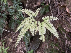 Adiantum flabellulatum