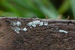 Trichoderma viride