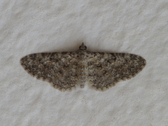 Eupithecia semigraphata