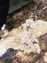 Steccherinum nitidum