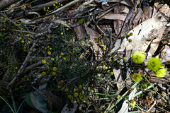 Acacia aculeatissima