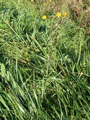 Sonchus arvensis