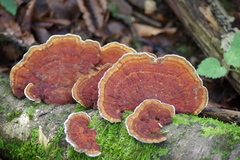 Daedaleopsis tricolor