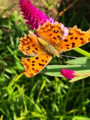 Polygonia c-aureum