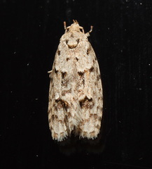 Agriophara velitata