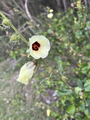 Hibiscus diversifolius
