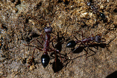 Myrmecia forficata
