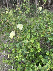Hibiscus diversifolius