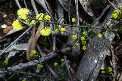 Acacia aculeatissima