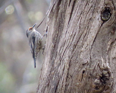 Climacteris erythrops