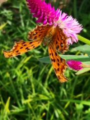 Polygonia c-aureum