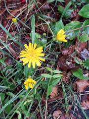 Hieracium murorum