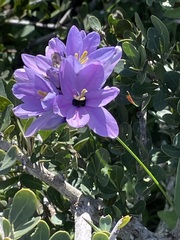 Ixia monadelpha