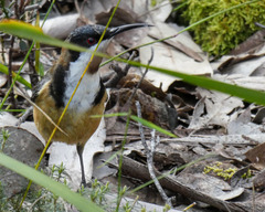 Acanthorhynchus tenuirostris