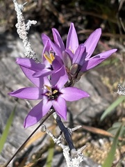 Ixia monadelpha