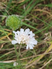 Knautia