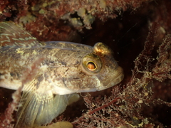 Gobius niger