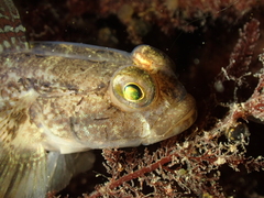 Gobius niger