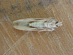 Blastobasis lacticolella