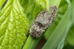 Agrypnus murinus