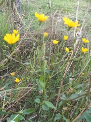 Hieracium sabaudum