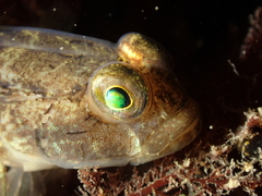 Gobius niger