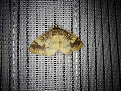 Pseudebulea fentoni