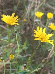 Hieracium sabaudum