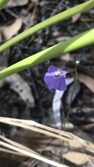 Utricularia dichotoma