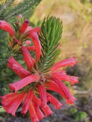Erica abietina