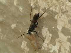 Agenioideus nubecula