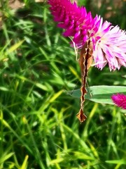 Polygonia c-aureum