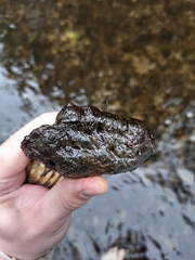 Ancylus fluviatilis